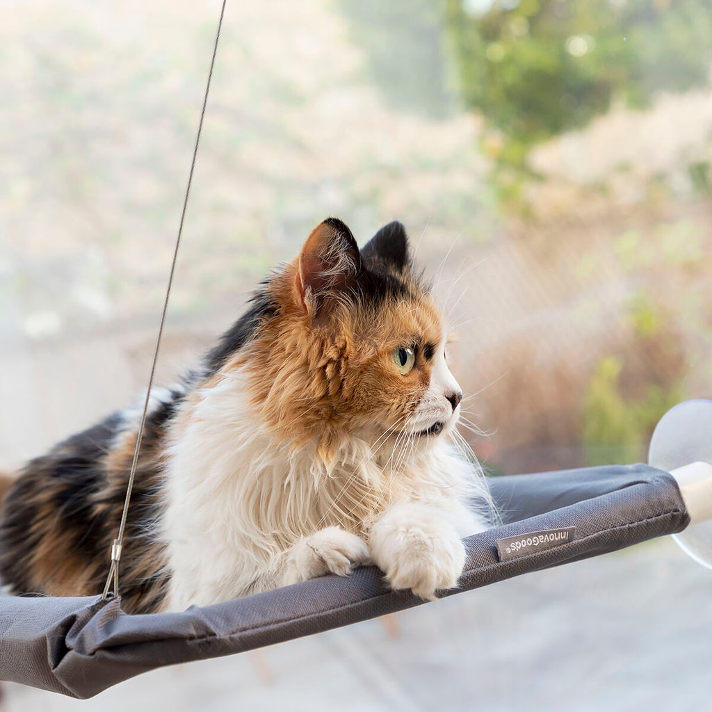 Le Perchoir Royal – Hamac de Radiateur · Chat