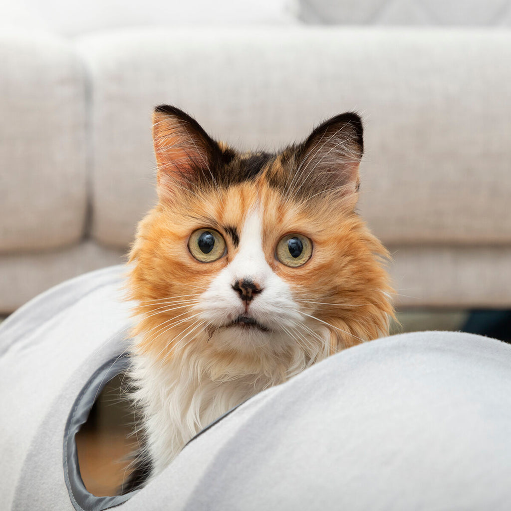 Le Tunnel des Merveilles – Tunnel de Jeu Pliable · Chat & Petit Chien