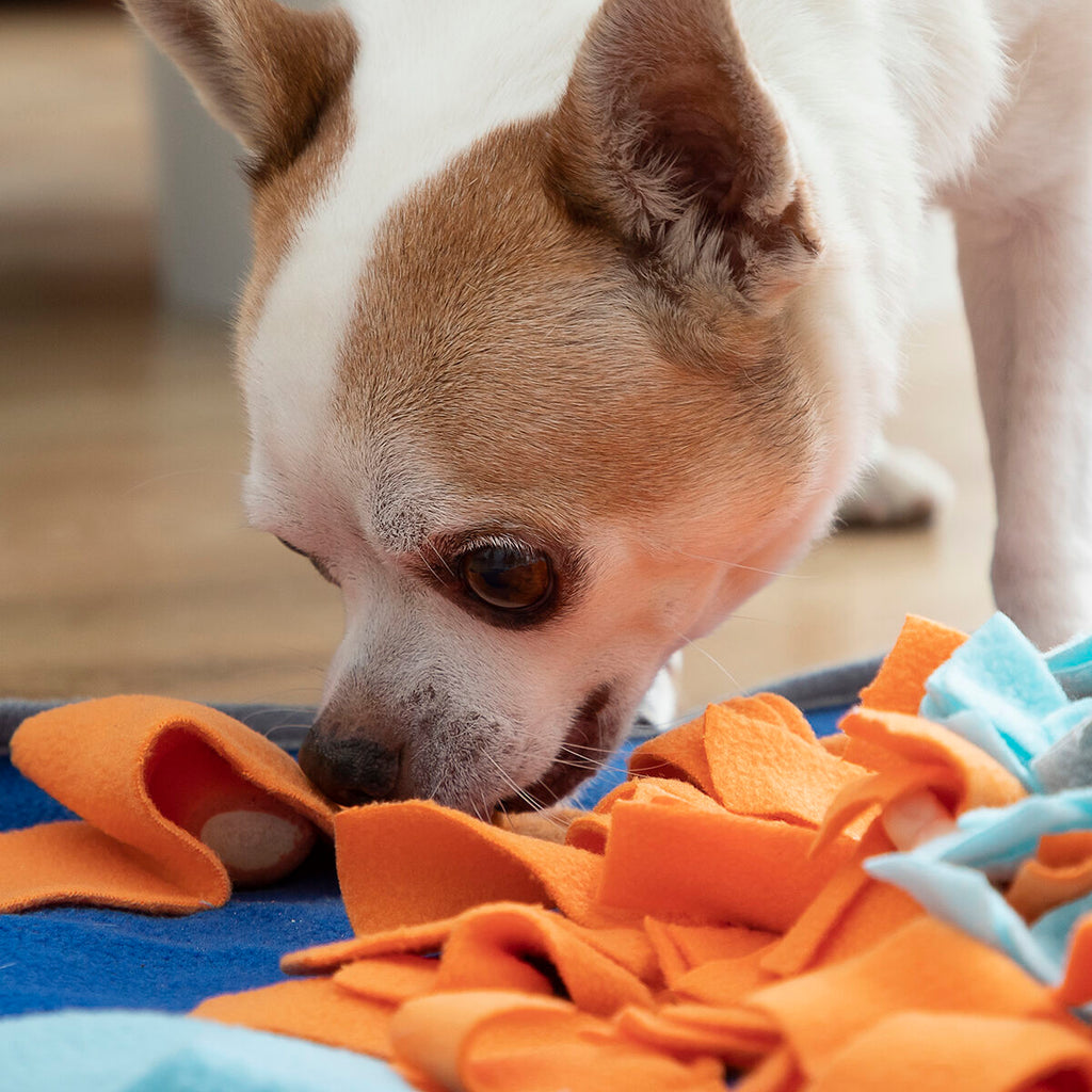 Le Tapis d'Éveil – Tapis de Fouille & Stimulation · Chien & Chat