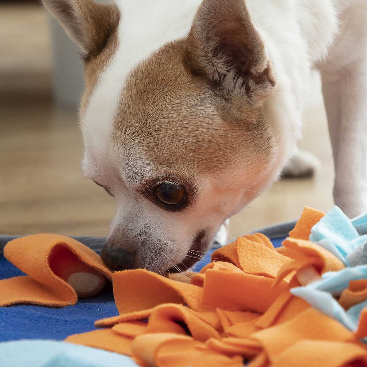 Le Tapis d'Éveil – Tapis de Fouille & Stimulation · Chien & Chat